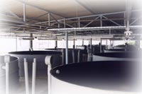 public aquarium conception in aquaculture, hatchery, fish farming, pisciculture studies and project,how the create a fish farm