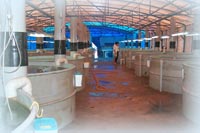 public aquarium conception in aquaculture, hatchery, fish farming, pisciculture studies and project,how the create a fish farm