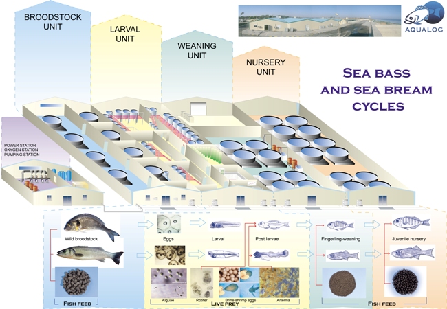 public aquarium conception in aquaculture, hatchery, fish farming, pisciculture studies and project,how the create a fish farm