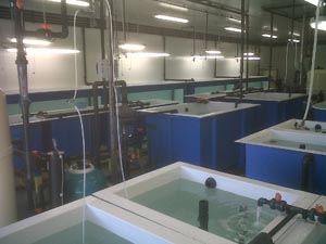 public aquarium conception in aquaculture, hatchery, fish farming, pisciculture studies and project,how the create a fish farm